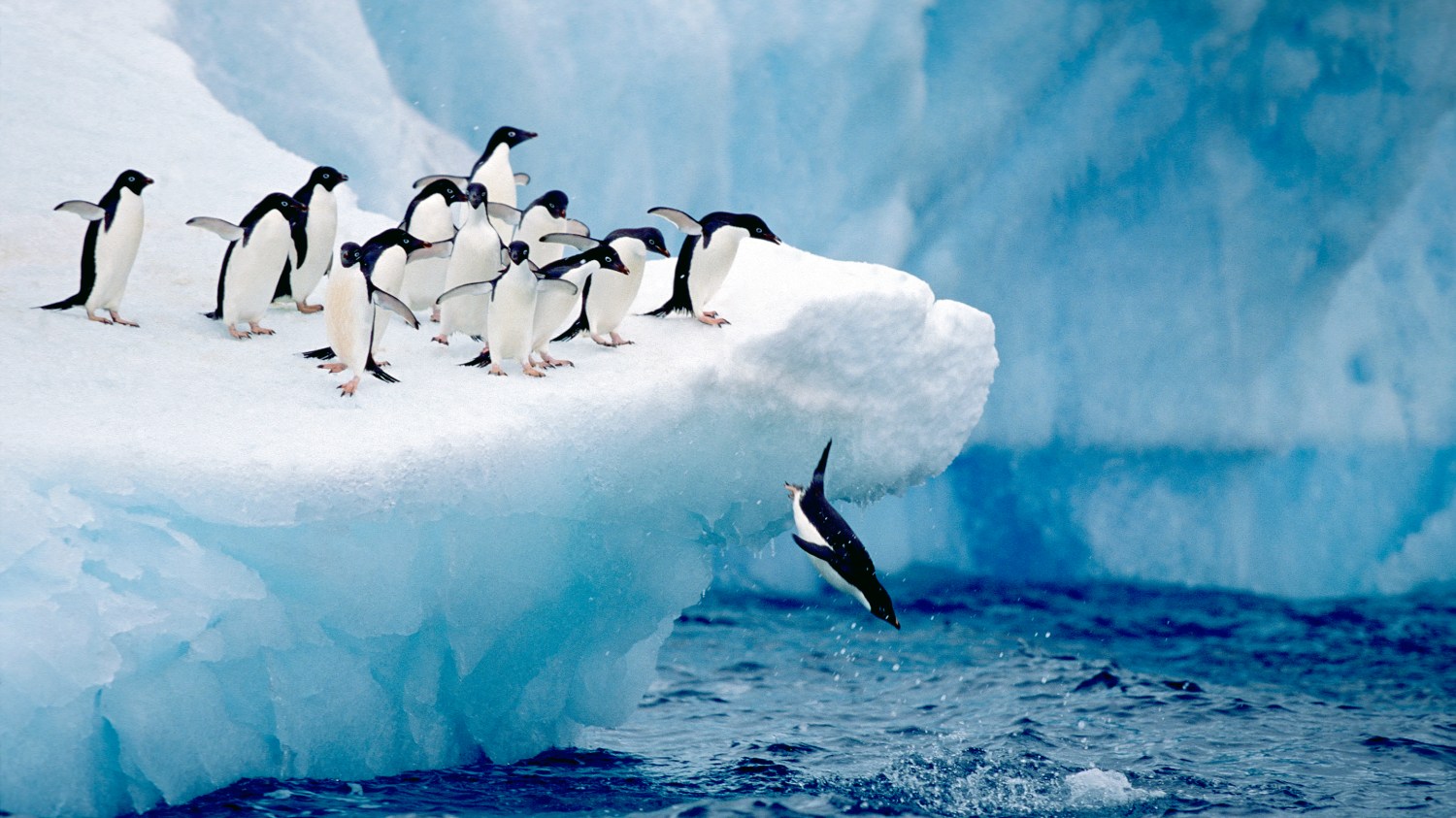 About Us 8 Penguin Mascot - Hoshizaki Brand Character